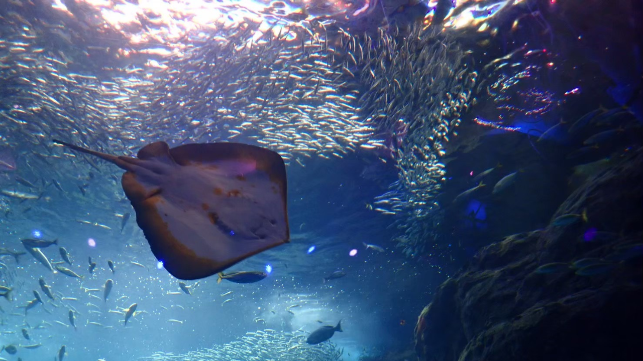 新江ノ島水族館