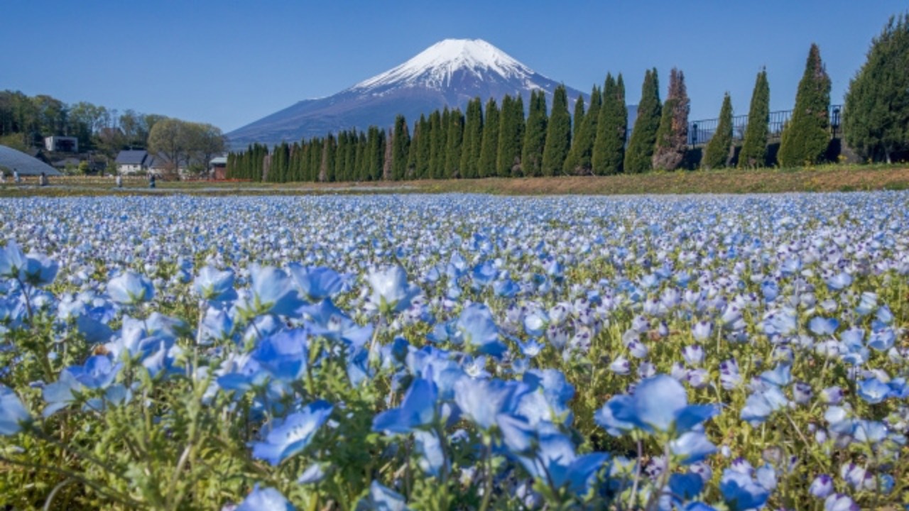 花の都公園