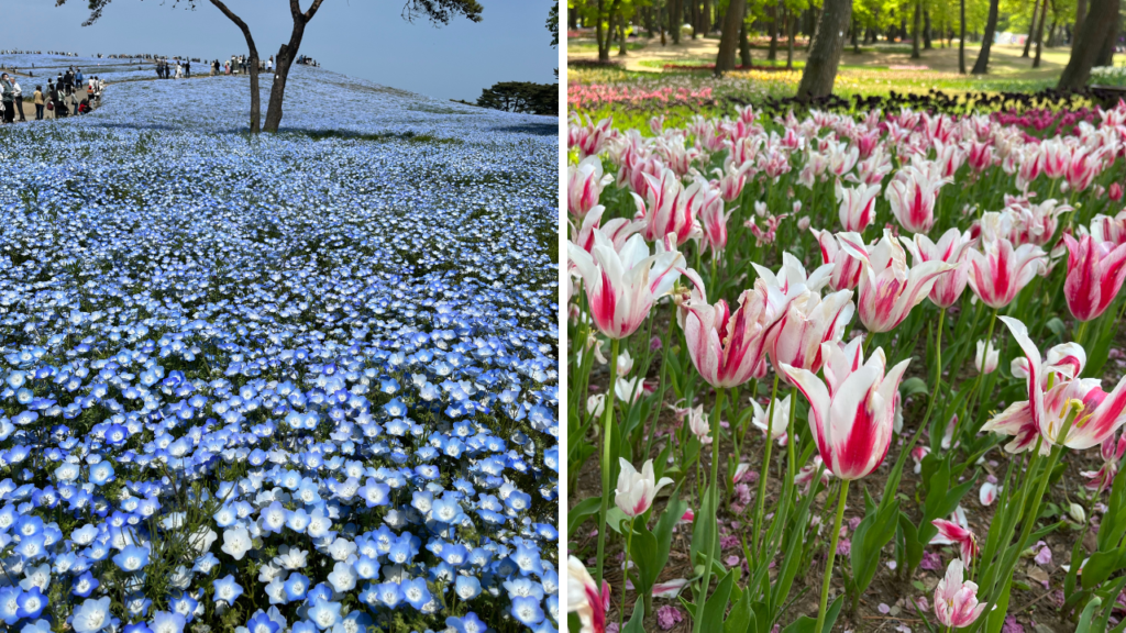 国営ひたち海浜公園