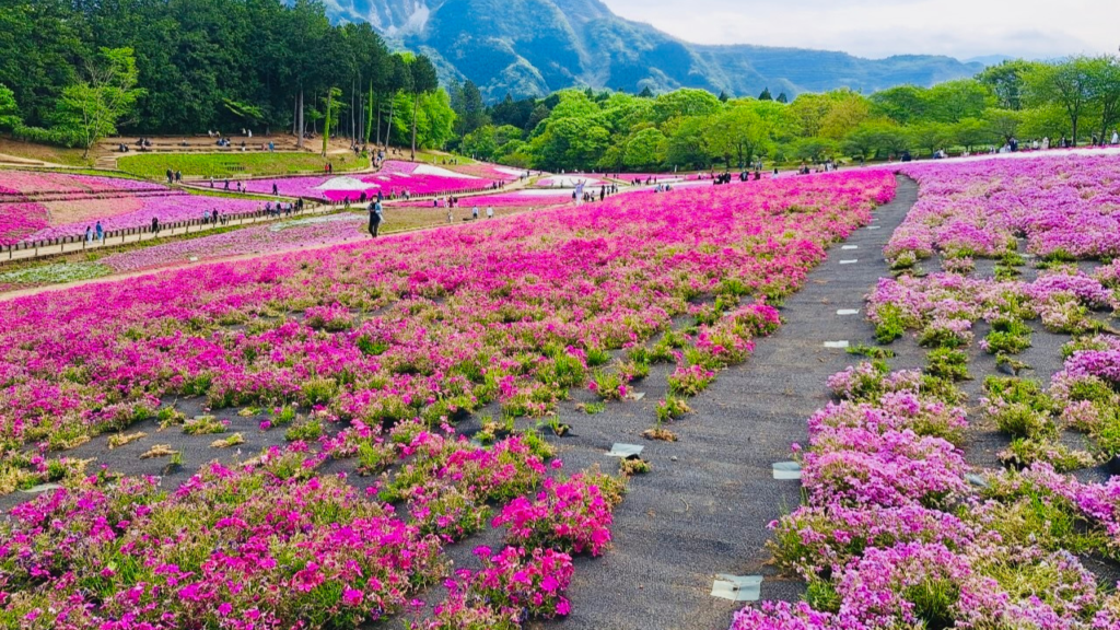 羊山公園